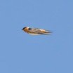 Cave Swallow